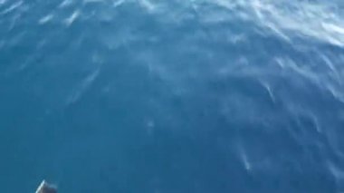 Özgürlük içinde yunuslar sürüsü, Pasifik Okyanusu mavi suyu. Denizdeki vahşi hayvanlar okulu. Kaliforniya ABD.