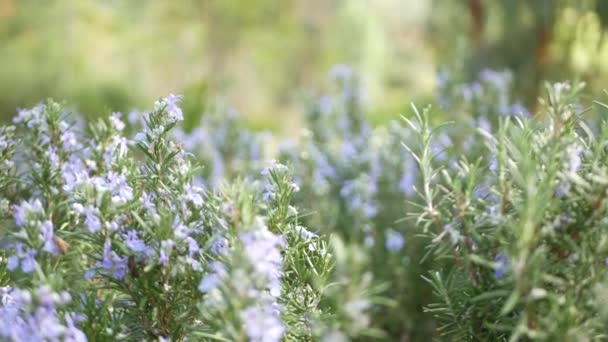 Rosemary salvia zioło w ogrodzie, Kalifornia USA. Wiosenna łąka romantyczna atmosfera, poranny wiatr, delikatna zieleń aromatycznej szałwii. Wiosna świeży ogród lub lea w miękkiej ostrości. Kwiaty kwitną — Wideo stockowe