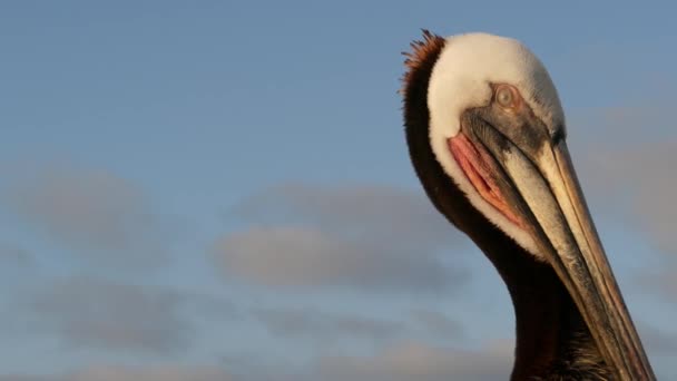 Wilder brauner Pelikan auf einem Pier am kalifornischen Ozeanstrand USA. Küstenpelecanus, großer Vogel. Großer Schnabel — Stockvideo