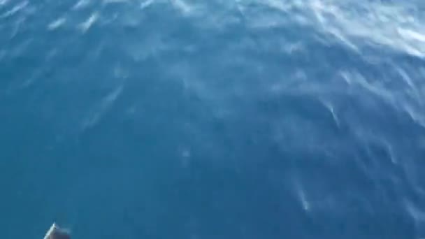 イルカの自由、太平洋の青い水のポッド。海の野生動物の学校。カリフォルニアUSA. — ストック動画