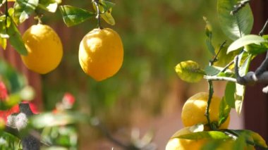 Limon sarısı meyve ağacı, California USA. Bahar bahçesi, Amerikan yerel tarım çiftliği, çiftlik bahçesi. Sulu taze yapraklar, egzotik tropikal yapraklar, dal hasadı.