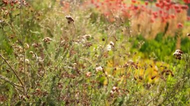 Şanslı çanlar Kaliforniya 'da, bahçede pembe çiçek. Binlerce bahar çiçeğinin anası, çayır romantik botanik atmosferi, hassas Meksika şapkası kalanchoe bitkisi çiçeği. Mercan somonu bahar rengi