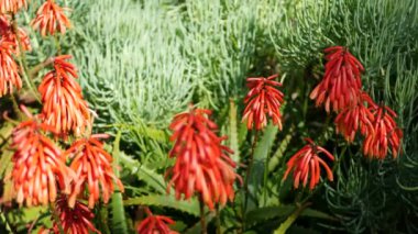 Aloe sulu kırmızı çiçek, California USA. Çöl bitkisi, kurak iklim doğal botanik yakın plan. Aloe Vera 'nın canlı sulu çiçekleri. Amerika 'da bahçıvanlık, kaktüs ve agave ile yetişir.