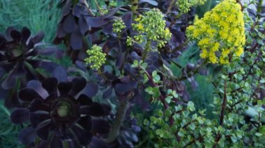 Aeonium arboreum houseleek ağacı sarı çiçek, Kaliforniya, ABD. İrlanda gülü koyu sulu şişkinlik. Evde bahçıvanlık, Amerikan dekoratif ev bitkisi, doğal botanik çöl atmosferi.