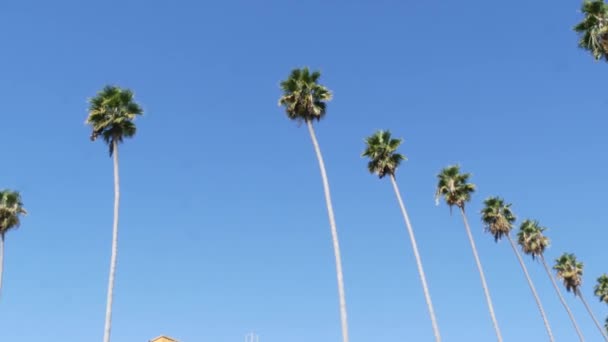 Palme a Los Angeles, California, USA. Estetica estiva di Santa Monica e Venice Beach sull'oceano Pacifico. Cielo azzurro chiaro e palme iconiche. Atmosfera di Beverly Hills a Hollywood. Le vibrazioni di LA — Video Stock