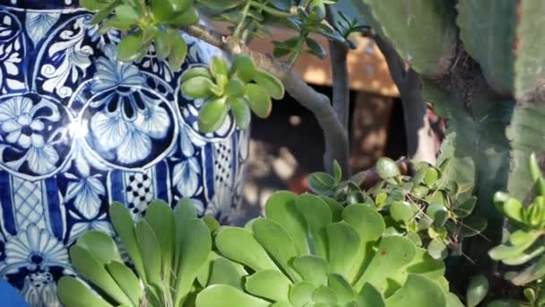 Побутує у квітковому горщику, садівництві в Каліфорнії. Зелений будинок рослини в барвистих глиняних горщиках. Сад мексиканського стилю, посушлива пустельна декоративна рослинність. Природна ботанічна рослинність — стокове відео