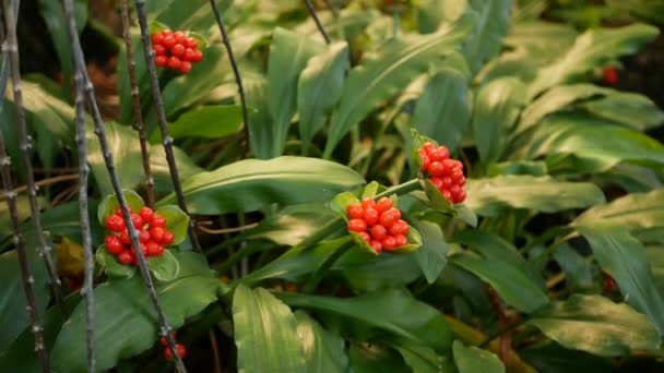 Bayas rojas en el bosque, California, EE.UU. Ambiente botánico de selva tropical exótica. Primavera mañana jugosa vegetación vívida, hojas de plantas. Jardín de hadas de primavera, frescura botánica en madera — Vídeos de Stock