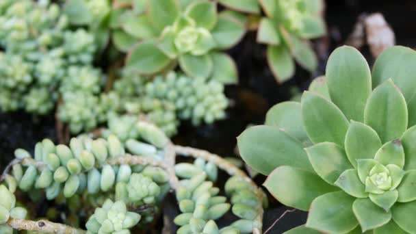 Sappige planten collectie, tuinieren in Californië, Verenigde Staten. Home garden design, diversiteit van verschillende botanische kippen en kuikens. Gesorteerde mix van decoratieve decoratieve echeveria kamerplanten, sierteelt — Stockvideo