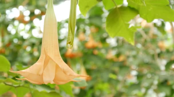 Kwitną kwiaty Brugmansia, ogrodnictwo w Kalifornii, USA. Naturalne botaniczne zbliżenie tła. Żółty kwiat w wiosennym ogrodzie rano, świeża wiosenna flora w miękkiej ostrości. Anioły trąbki roślin — Wideo stockowe