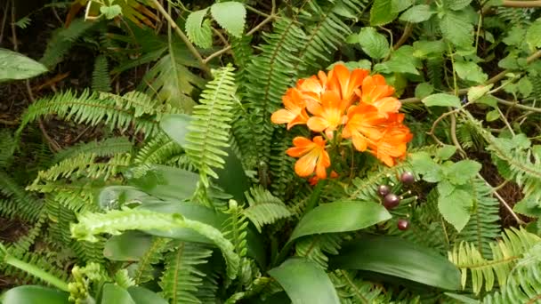 Natal bush kafir lily flower, California, USA. Clivia miniata oranžový okázalý exotický ohnivý zářivý botanický květ. Tropická deštná pralesní atmosféra. Přírodní zahrada živé čerstvé šťavnaté zeleně — Stock video