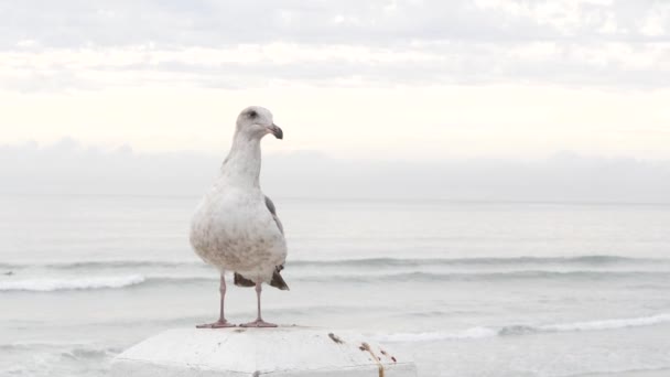 Vit mås, Kaliforniens fridfulla havsstrand. Härlig fågel närbild på piren i Oceanside. — Stockvideo