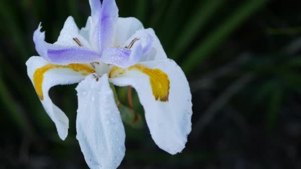 Fleur d'iris blanc, jardinage en Californie, États-Unis. Floraison délicate dans le jardin du printemps matin, gouttes de rosée fraîche sur les pétales. flore printanière en mise au point douce. Fond botanique naturel rapproché — Video