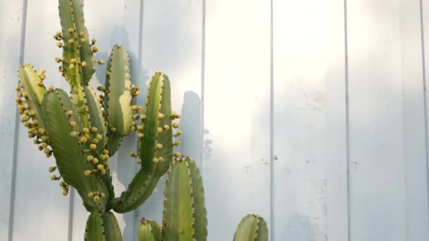 Cactus planta suculenta, Califórnia EUA. Flora do deserto, clima árido flor natural, fundo botânico close up. Planta de sala ornamental incomum verde. Jardinagem na América, cresce com aloés e agave — Vídeo de Stock