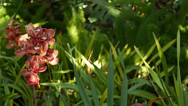 緑色の葉に蘭の花を咲かせます。優雅な色とりどりの花を咲かせます。エキゾチックな熱帯ジャングルの熱帯雨林植物の雰囲気。自然庭園鮮やかな緑の楽園の美しさ。装飾的な花栽培 — ストック動画