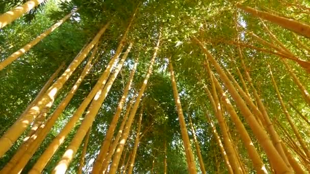Bambuszerdő, egzotikus ázsiai trópusi atmoszféra. Zöld fák meditatív feng shui zen kertben. Csendes, nyugodt liget, reggeli harmónia frissesség a bozótban. Japán vagy kínai természetes keleti esztétika — Stock videók