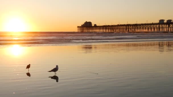 Pier silhouette at sunset, California USA, Oceanside. Ocean tropical beach. Seagull bird near wave — Stock Video