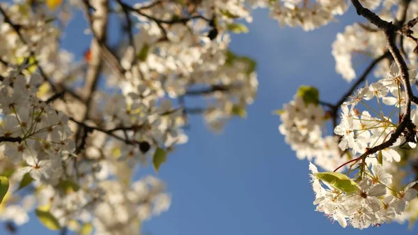 Primavera flor branca de cerejeira, Califórnia, EUA. Delicadas flores de sakura concurso de pêra, maçã ou damasco. Primavera atmosfera romântica fresca, flor botânica pura, bokeh foco suave. — Fotografia de Stock