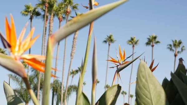 Palmy w Los Angeles, Kalifornia, USA. Letnia estetyka Santa Monica i Venice Beach na Pacyfiku. Ptak Strelitzia z rajskiego kwiatu. Atmosfera Beverly Hills w Hollywood. Wibracje LA — Zdjęcie stockowe