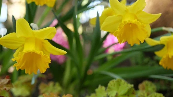 Gelbe Narzissenblüte, Kalifornien USA. Narzissenblüten im Frühling, morgendliche Waldatmosphäre, zarte botanische Blütenpracht. Frühlingsfrische Wildblume in Holz. — Stockfoto