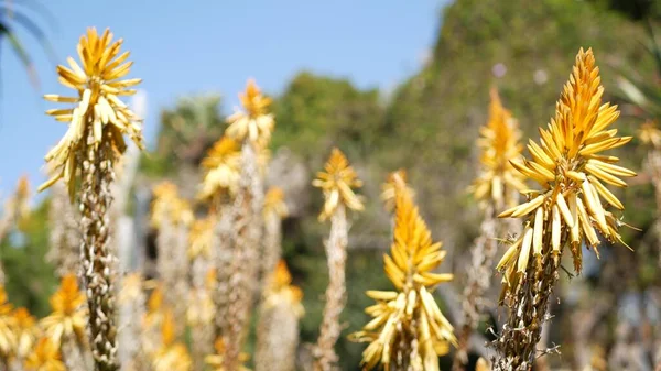 Aloe zamatos növény sárga virág, Kalifornia USA. Desert flora száraz éghajlat természetes botanikai közelkép háttér. Aloe Vera élénk narancssárga virága. Kertészkedés Amerikában, nő a kaktusz és agave — Stock Fotó