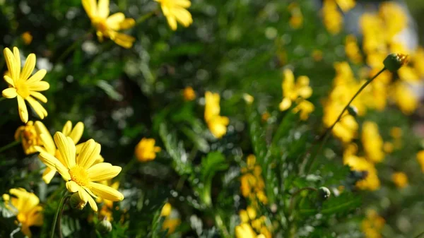 Sarı papatya çiçeği, California, ABD 'de bahçe işleri. Doğuştan botanik geçmişi var. Euryops Pectinatus bahar taze bahçesinde çiçek açar. İlkbahar bitkisi, Asteraceae çalısı yumuşak odak. — Stok fotoğraf