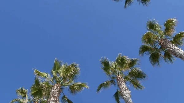 Palmeras en Los Ángeles, California, EE.UU. Estética veraniega de Santa Mónica y Venice Beach en el océano Pacífico. Cielo azul claro y palmeras icónicas. Atmósfera de Beverly Hills en Hollywood. LA vibraciones — Foto de Stock