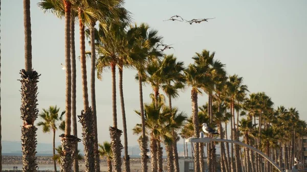 Büyük pelikan kuşları uçuyor, Pelecanus gökyüzünde uçuyor. Kaliforniya, Oceanside 'daki palmiye ağaçları. — Stok fotoğraf