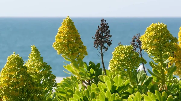 Aeonium arboreum houseleek tree yellow flower, California USA. Irish rose succulent inflorescence. Home gardening, american decorative ornamental houseplant, natural botanical ocean beach atmosphere — Stock Photo, Image