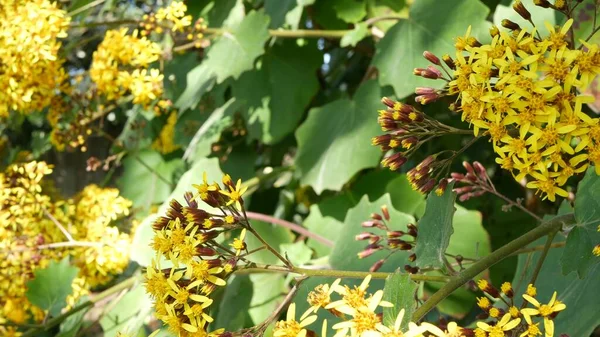 Velvet Groundsel sarı çiçekler, California USA. Roldana Petasitis ilkbahar çiçeği. Evde bahçıvanlık, Amerikan dekoratif ev bitkisi, doğal botanik atmosfer. Canlı bahar çiçekleri. — Stok fotoğraf