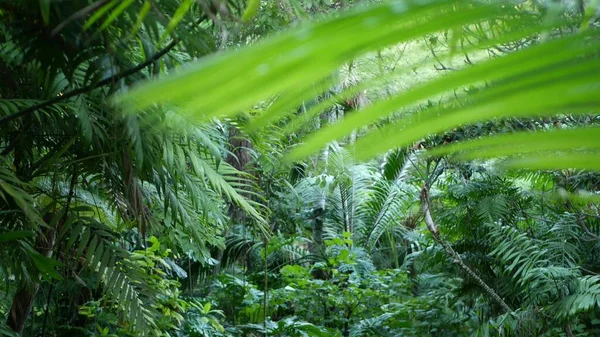 Exotic jungle rainforest tropical atmosphere. Fern, palms and fresh juicy frond leaves, amazon dense overgrown deep forest. Dark natural greenery lush foliage. Evergreen ecosystem. Paradise aesthetic — Stock Photo, Image