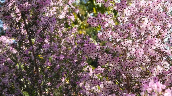 Heath tree pink flowers, California USA. Erica arborea briar root springtime bloom. Home gardening, american decorative ornamental houseplant, natural botanical atmosphere. Lilac mauve spring blossom — Stok fotoğraf
