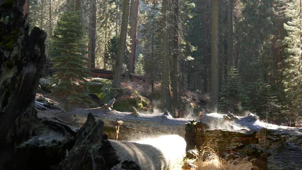 Туман піднімається в секвойських лісах, попадали червонясті стовбури в старій деревині. Спухлий ранок у хвойних лісах, національному парку Північної Каліфорнії, США. Великі вирвані сосни, імли на сонці. — стокове фото