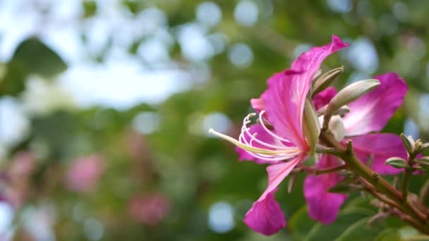 Purple bauhinia orchid tree flower blossom, Califórnia EUA. Violeta flor tropical exótica, selva atmosfera floresta tropical foco suave. Vivid escuro magenta natural botânico floral delicado pétalas de perto — Vídeo de Stock