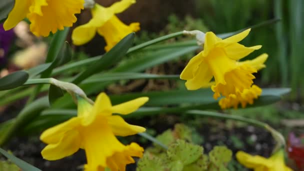 Yellow narcissus flower, California USA. Daffodil floret springtime bloom, morning forest atmosphere, delicate botanical floral blossom. Spring fairy freshness, wildflower in wood. Soft focus bokeh — Stock Video