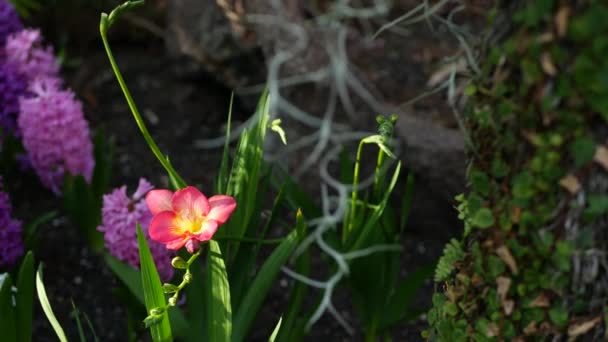 Piccolo giacinto fresia fiore viola nella foresta, California USA. Atmosfera primaverile mattutina, delicata minuscola pianta verde rosa violetta. Primavera fata botanica pura freschezza. Ecosistema del legno selvatico — Video Stock