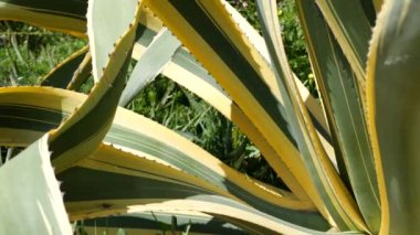 Agave yaprakları, Kaliforniya, ABD 'de sulu bahçıvanlık. Ev bahçesi tasarımı, yukka, yüzyıl bitkisi ya da aloe. Doğal botanik süslemeleri, Meksika ev bitkileri, kurak iklim dekoratif bitki örtüsü.