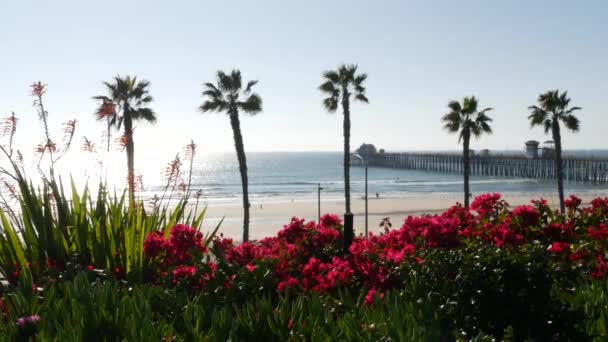 Ocean Spokojny plaża, palma i molo. Tropikalny kurort nad brzegiem morza niedaleko Los Angeles California USA. — Wideo stockowe