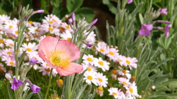 Růžový jemný květinový květ, jemná marguerita. Přírodní botanické zblízka pozadí. Divoký květ na jarní ranní zahradě nebo louce, domácí zahradničení v Kalifornii, USA. Jarní flóra. — Stock video