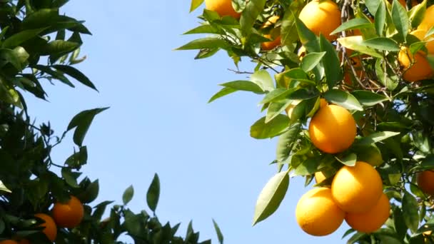 Pomarańczowy owoc cytrusowy na drzewie, Kalifornia USA. Wiosenny ogród, amerykańska plantacja gospodarstw rolnych, ogrodnictwo zagrodowe. Soczyste świeże liście, egzotyczne tropikalne zbiory na gałęzi. Wiosenne niebo — Wideo stockowe