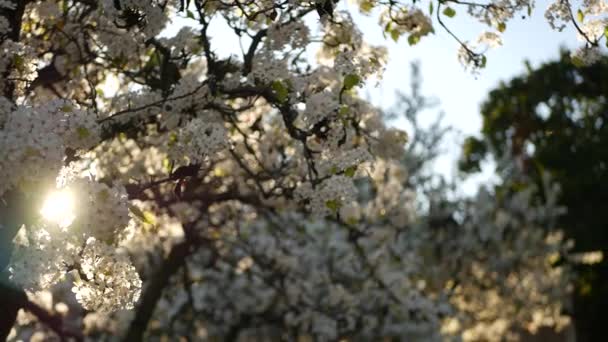 Primavera flor branca de cerejeira, Califórnia, EUA. Delicadas flores de sakura concurso de pêra, maçã ou damasco. Primavera atmosfera romântica fresca, flor botânica pura, bokeh foco suave. — Vídeo de Stock