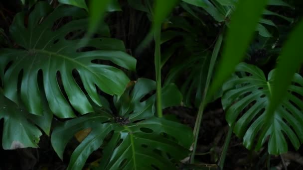 Egzotyczne potwory dżungli tropikalna atmosfera lasów tropikalnych. Świeże soczyste liście liści, gęsty zarośnięty las amazonek. Ciemna zieleń naturalna bujna liść. Evergreen ekosystem. Paradise spokojna estetyka — Wideo stockowe