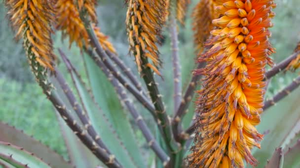 Aloe suculenta flor amarela planta, Califórnia EUA. Desert flora clima árido natural botânico close up fundo. Flor de laranjeira viva de Aloe Vera. Jardinagem na América, cresce com cacto e agave — Vídeo de Stock