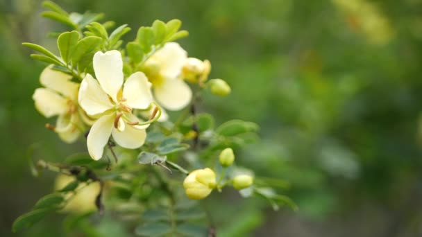 カリフォルニア州の庭にある黄色いセナの花。カシアキャンドルウッド春の純粋な花、ロマンチックな植物の雰囲気、繊細な柔らかい花。春の光の色。柔らかいぼかしの新鮮さ、穏やかな朝. — ストック動画