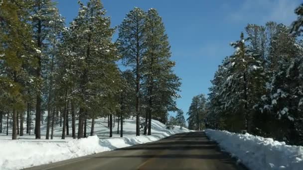 Snö i vintrig skog, bilkörning, bilresa på vintern Utah USA. Barrträd, utsikt från bilens vindruta. Julsemester, december resa till Bryce Canyon. Ekoturism till skogen — Stockvideo