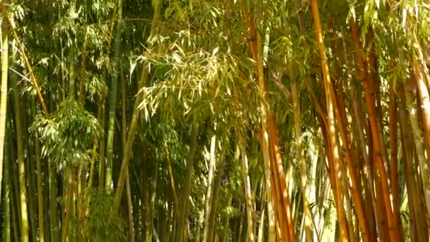 Floresta de bambu, atmosfera tropical asiática exótica. Árvores verdes no jardim meditativo feng shui zen. Arvoredo calmo tranquilo, frescura de harmonia de manhã em moita. Estética oriental natural japonesa ou chinesa — Vídeo de Stock