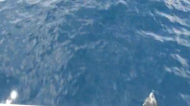 Özgürlük içinde yunuslar sürüsü, Pasifik Okyanusu mavi suyu. Denizdeki vahşi hayvanlar okulu. Kaliforniya ABD.