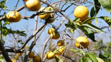Citrus portakal meyvesi, çıplak yapraksız ağaç, California USA. Bahar bahçesi, Amerikan yerel tarım çiftliği, çiftlik bahçesi. Dalda taze, sulu, egzotik tropikal hasat. Mavi gökyüzü