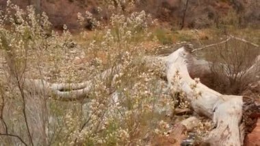 Zion Ulusal Parkı 'ndaki dağ nehri, Utah, ABD' de sonbahar. Yağmurlu kırmızı kanyon, terracotta taşları ve derede akarsu. Sisli hava ve sakin düşüş atmosferi. Amerika Birleşik Devletleri 'nde çevre turizmi