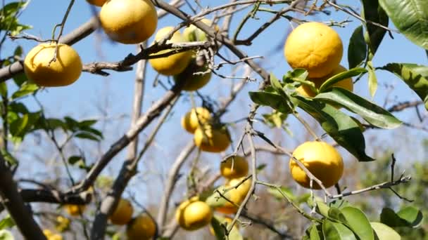 Citrusové pomerančové ovoce, holé listí, Kalifornie USA. Jarní zahrada, místní americká zemědělská farma, zahradnictví. Šťavnaté čerstvé exotické tropické sklizně na větvi. Modrá obloha — Stock video