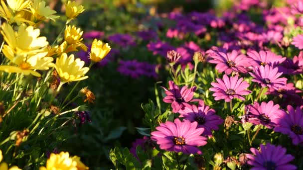 Daisy nebo Marguerite barevné květiny, Kalifornie USA. Aster nebo mys Marigold vícebarevný fialový květ. Home Zahradničení, Americké dekorativní okrasné rostliny, přírodní botanická atmosféra — Stock video